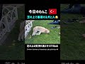 今日のわんこ🇹🇷 shorts トルコ turkey istanbul イスタンブール いぬ dog 犬 straydog streetdog 癒し 今日のわんこ