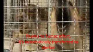 Tamaz Elizbarashvili's dog shelter. Georgia