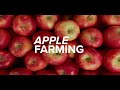 The World's Biggest Apple Farmer