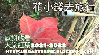 大棠紅葉紅了：11月上旬最新情況@香港紅葉2021-2022 Tai Tong Red Leaves, Hong Kong Yuen Long