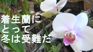 【冬は受難な着生蘭】部屋の湿度は低くランに水はたくさんあげている