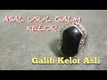 ASAL USUL GALIH KELOR | khasiat galih kelor asli