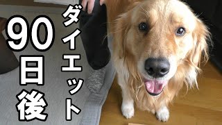 【ゴールデンレトリバー】大型犬のダイエット【♯2】90日後　優しいゆっくりダイエット【Golden Retriever Leon】#大型犬のダイエット #ゴールデンレトリバーレオン #大型犬の居る生活