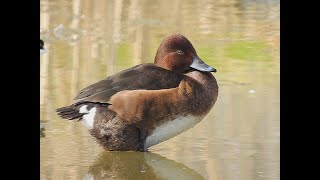 Ferruginous Duck female -  vr Witoogeend  - Will Schep