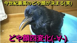 【カラスの行水】今日のカラスの行水🐦 昨日に引き続き修行をつむカラスだったが･･･😅💦 夢中になるとついね😅💦(笑) 20171226、カラス