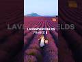 Lavender Fields #france #shorts #shortvideo #lavenderfield