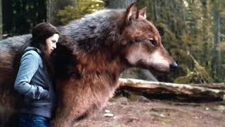 Twilight: Eclipse- Bella Swan talks to a massive wolf for the first time