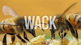 wido - come on stacy