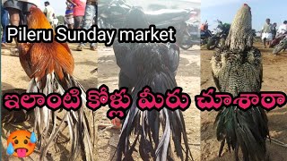 pileru Sunday market/పీలేరు కోళ్ల సంత#sale #viral #marketing #market #pileru #hen#tranding #birds