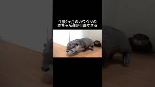 生後2ヶ月のカワウソの赤ちゃんが可愛すぎる #shorts