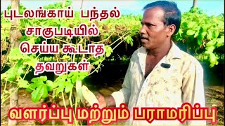 புடலங்காய் கொடி விதைப்பு \u0026 வளர்ப்பு | Seeding and cultivation of snake gourd in Tamil | புடலங்காய் |