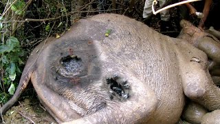 Tusker elephant fallen lifelessly with severe injury received treatment and given a hope for life