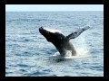 Ecopoetry: Humpbacks by Mary Oliver