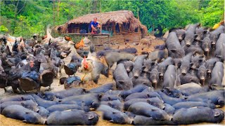 FULL VIDEO 100 Day: in the forest taking care of hundreds of chickens, pigs, ducks