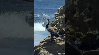 Elegance of Coromorant Bird - Restfulness By The Shore with The Ray Of Sun#Shorts