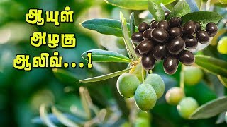 இளமைக்கும் வளமைக்கும்  ஆலிவ்✅Health Benefits of Olives