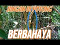 @BILA NEMU BAMBU SEPERTI INI CEPAT TINGGALKAN JANGAN DI POTONG!! BERBAHAYA!!??@BOBEN CHANNEL8