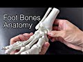 Anatomy of foot bones and ankle joint (English)