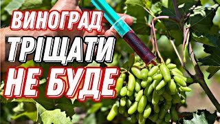 Зробіть ці обробки вчасно, щоб виноград не розтріскувався при достиганні.