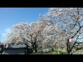 遠州森町 太田川桜堤 2014.04.03 am8 00