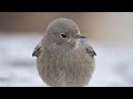 bto bird id redstarts