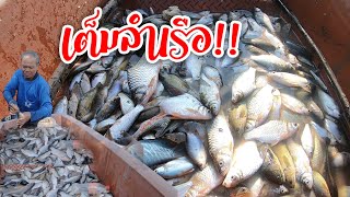 โคตรหมานเต็มลำเรือ!! ยามดางหาปลา ช๊อตเด็ดยกดางแทบบ่อไหว!!