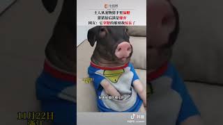 #这猪🐖人里人气的#这是只高智商的动物啊！[赞]