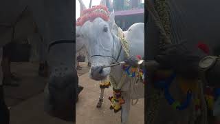 sapalamma devi cattle fair 2023