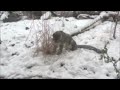 邪魔な草木はシジムが抜きます！（円山動物園　ユキヒョウのシジム）