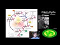 GSMK Bozeman Science Animation: Photosynthesis and Respiration