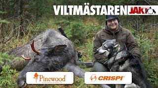 Viltmästaren: Älgpremiär i Nedansjö