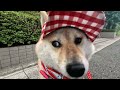 【介助犬るな】久しぶりの散歩コース☆可愛い柴犬さんぽ☆