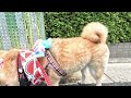 【介助犬るな】久しぶりの散歩コース☆可愛い柴犬さんぽ☆