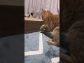 🌸ここ掘れニャンニャン🎵のニャン子🐈🎶🎶🌸🌸🌸 猫動画 かわいい 猫 癒し shorts cute 猫の日常　 猫のいる生活 猫好き kitten cat catlover