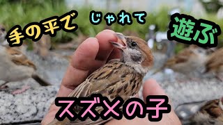 暫く見なかったスズメの子 小粒ちゃん 【PIPIPIのスズメ日記 】