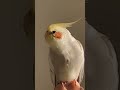 cockatiel singing