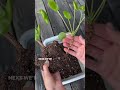 একটি pilea peperomiodies প্রচার করতে শিখুন সাধারণত একটি চীনা মানি প্ল্যান্ট হিসাবে পরিচিত।