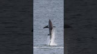 What is this Thresher Shark Doing?  Watch to find out! #reels #photography #canon #sharks