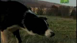 Breed All About It - Border Collie