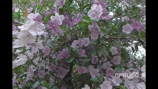 White And Purple Flowers [HD]