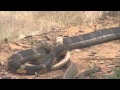 THE KING COBRA : A RUTHLESS SNAKE HUNTER