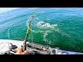 Live Bait and Swimbaits for Big Lingcod and Halibut