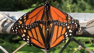 Mating Monarch Butterflies