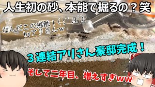 【アリさん大豪邸完成！】人生初、砂の上に降り立ったうちのアリさん、さぁ本能で穴を掘るのかな？笑