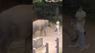 琉の夏♦④インドゾウ・印度象・リュウカちゃん♦ジューシー・indian_Elephant・・・沖縄こどもの国・Okinawa Zoo \u0026 Museum(20210520)