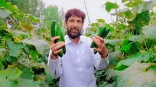 How To Grow Cucumbers In Greenhouse And Harvest-Modern Agriculture Technology |@HafeezullahVlogs
