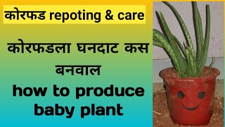 कोरफड | माझी बाग 184 | majhi baag | alovera care in marathi | how to care alovera plant | korfad