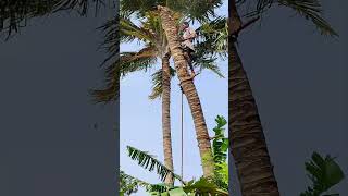 #tree cutting video,#trichy_tree cutter-mani,#motivation ,#inspiration ,#trending ,#youtube shorts