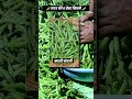 top 5 best varieties of peas🫛pea cultivation🌱green pea when and how to cultivate peas shorts