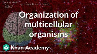 Organization of multicellular organisms | High school biology | Khan Academy